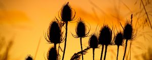 Preview wallpaper thistle, silhouettes, sunset, dark
