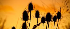 Preview wallpaper thistle, silhouettes, sunset, dark