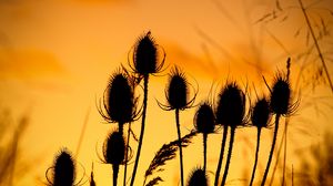 Preview wallpaper thistle, silhouettes, sunset, dark