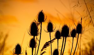 Preview wallpaper thistle, silhouettes, sunset, dark