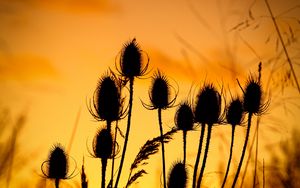Preview wallpaper thistle, silhouettes, sunset, dark