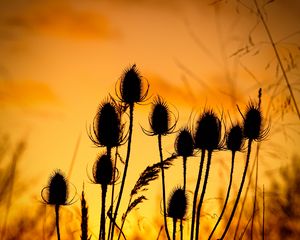 Preview wallpaper thistle, silhouettes, sunset, dark