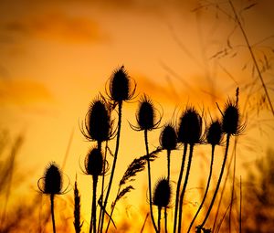 Preview wallpaper thistle, silhouettes, sunset, dark