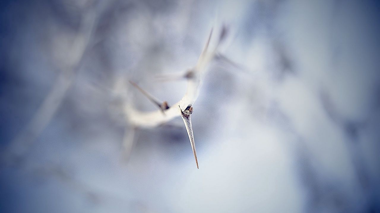 Wallpaper thorn, macro, branch, blur