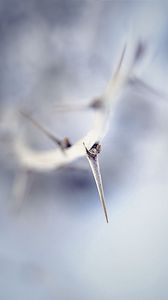 Preview wallpaper thorn, macro, branch, blur