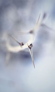 Preview wallpaper thorn, macro, branch, blur