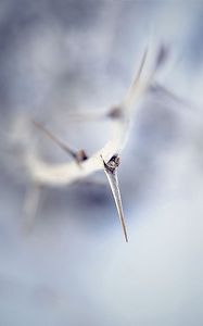 Preview wallpaper thorn, macro, branch, blur