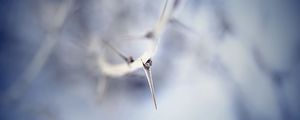 Preview wallpaper thorn, macro, branch, blur