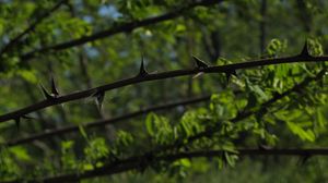 Preview wallpaper thorns, prickles, greens, vegetation