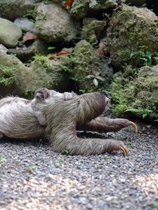 Preview wallpaper three-toed sloth, baby, walk