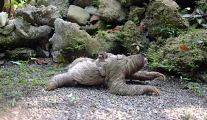 Preview wallpaper three-toed sloth, baby, walk