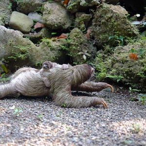 Preview wallpaper three-toed sloth, baby, walk