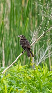 Preview wallpaper thrush, bird, branch, tree, leaves, plants