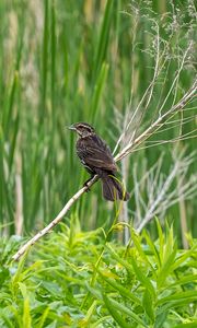 Preview wallpaper thrush, bird, branch, tree, leaves, plants
