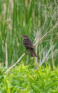 Preview wallpaper thrush, bird, branch, tree, leaves, plants
