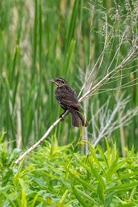 Preview wallpaper thrush, bird, branch, tree, leaves, plants