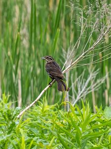 Preview wallpaper thrush, bird, branch, tree, leaves, plants