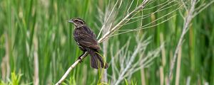 Preview wallpaper thrush, bird, branch, tree, leaves, plants
