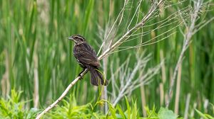 Preview wallpaper thrush, bird, branch, tree, leaves, plants