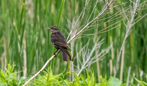 Preview wallpaper thrush, bird, branch, tree, leaves, plants