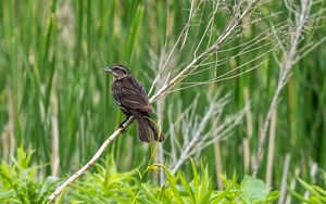 Preview wallpaper thrush, bird, branch, tree, leaves, plants