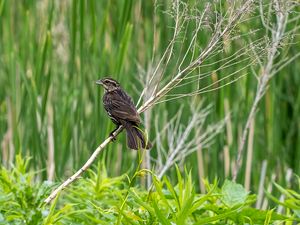 Preview wallpaper thrush, bird, branch, tree, leaves, plants