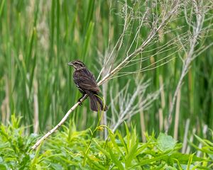 Preview wallpaper thrush, bird, branch, tree, leaves, plants