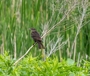 Preview wallpaper thrush, bird, branch, tree, leaves, plants