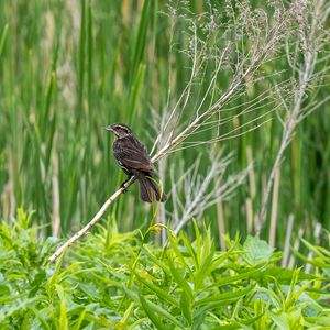 Preview wallpaper thrush, bird, branch, tree, leaves, plants