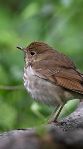 Preview wallpaper thrush, bird, branch, macro, animal