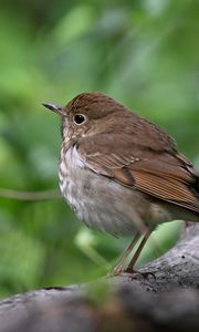 Preview wallpaper thrush, bird, branch, macro, animal