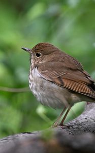 Preview wallpaper thrush, bird, branch, macro, animal