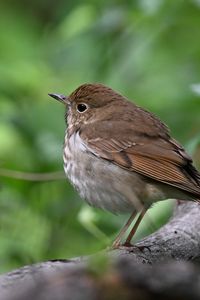 Preview wallpaper thrush, bird, branch, macro, animal