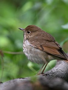 Preview wallpaper thrush, bird, branch, macro, animal