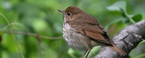 Preview wallpaper thrush, bird, branch, macro, animal