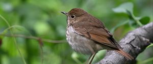 Preview wallpaper thrush, bird, branch, macro, animal