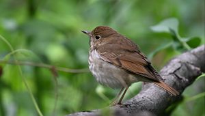 Preview wallpaper thrush, bird, branch, macro, animal