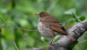 Preview wallpaper thrush, bird, branch, macro, animal