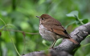 Preview wallpaper thrush, bird, branch, macro, animal