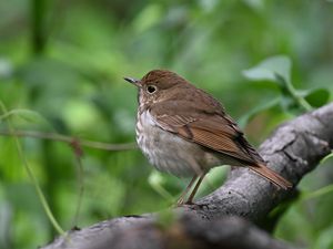 Preview wallpaper thrush, bird, branch, macro, animal