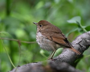 Preview wallpaper thrush, bird, branch, macro, animal