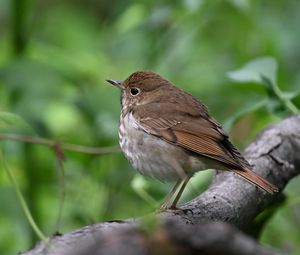 Preview wallpaper thrush, bird, branch, macro, animal