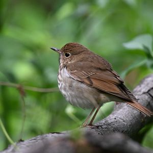 Preview wallpaper thrush, bird, branch, macro, animal