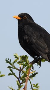 Preview wallpaper thrush, bird, branches, leaves, wildlife