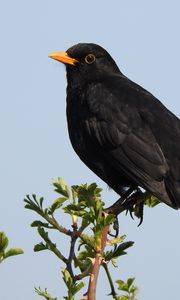 Preview wallpaper thrush, bird, branches, leaves, wildlife