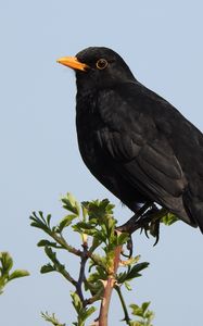 Preview wallpaper thrush, bird, branches, leaves, wildlife