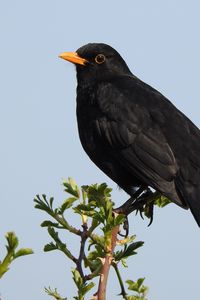 Preview wallpaper thrush, bird, branches, leaves, wildlife