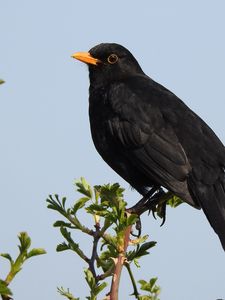 Preview wallpaper thrush, bird, branches, leaves, wildlife