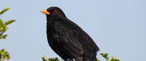 Preview wallpaper thrush, bird, branches, leaves, wildlife