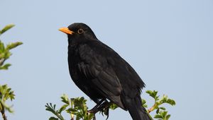 Preview wallpaper thrush, bird, branches, leaves, wildlife